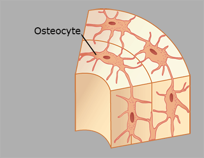 Osteocytes