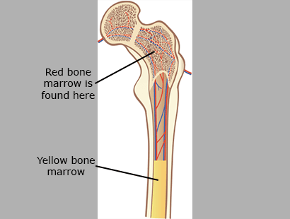 Yellow and Red Marrow Tissue