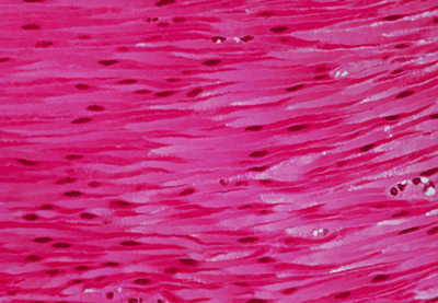Stomach Muscle Tissue
