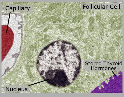Follicular Cells