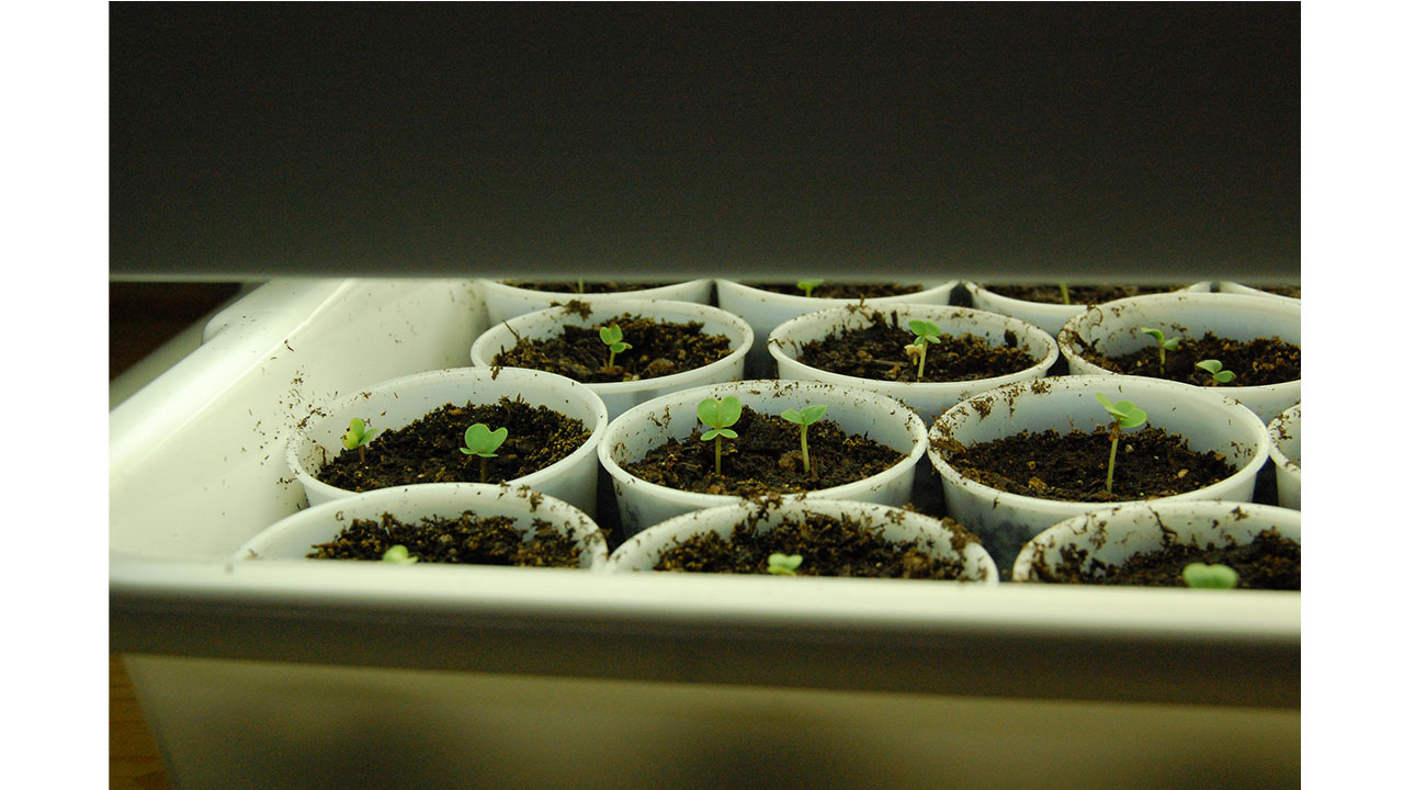 Today we set up our plants! We added the seeds and watered them.