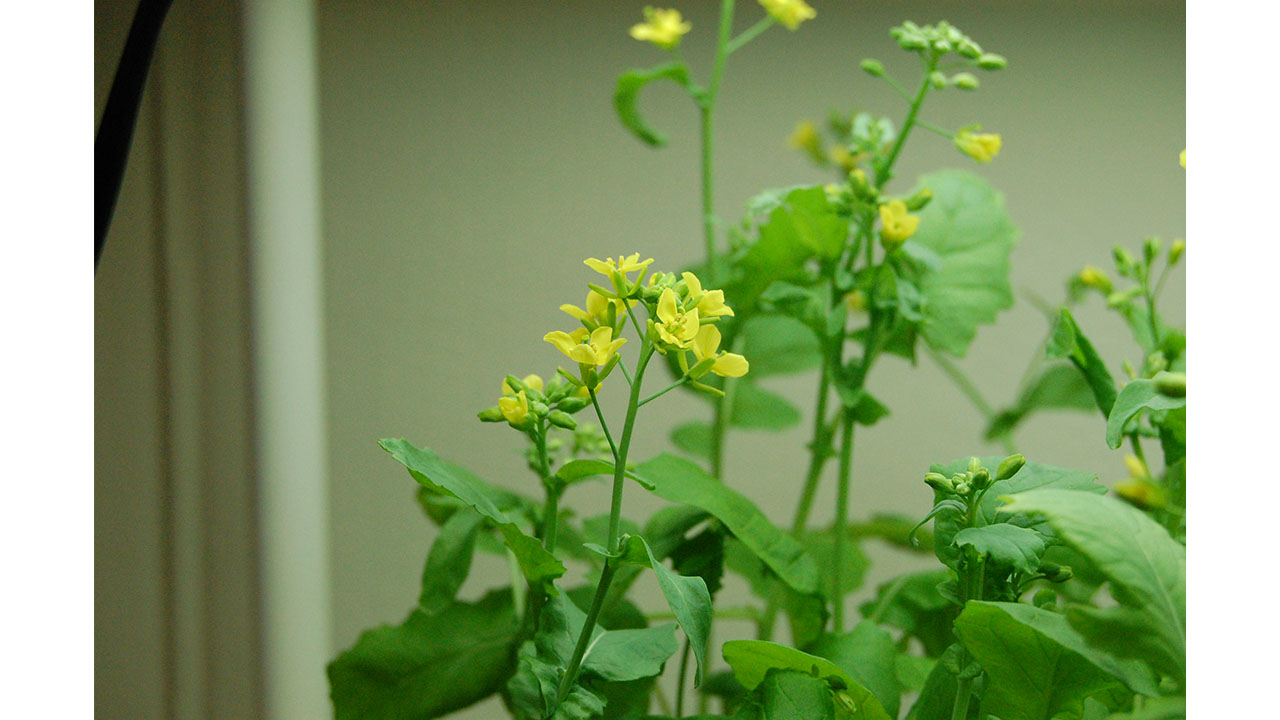 This plant has both flowers and buds. You can see even more buds in the background plants. We think the buds will become more flowers.
