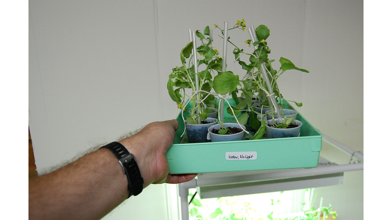 This is the tray with water but no light. We used straws to prop up the plants in all the trays.
