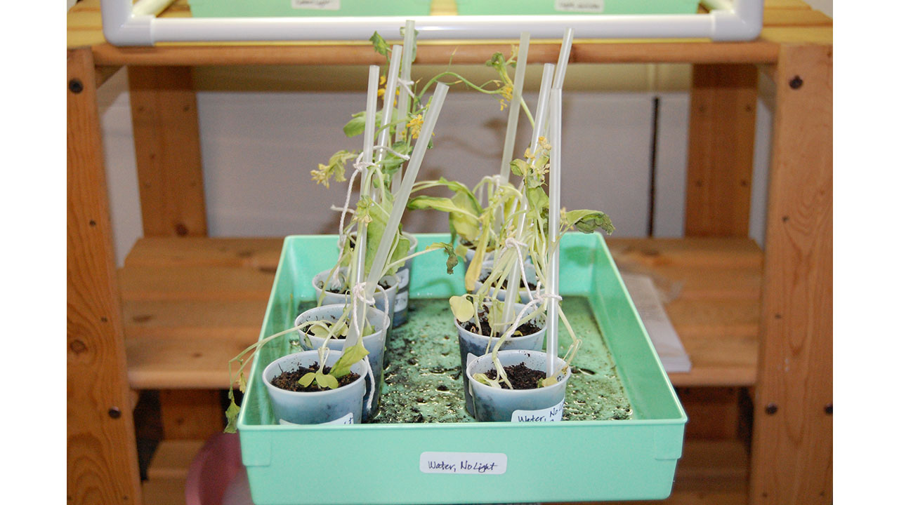 The leaves of the plants in the tray with water but no light are starting to turn yellow. They look wilted.
