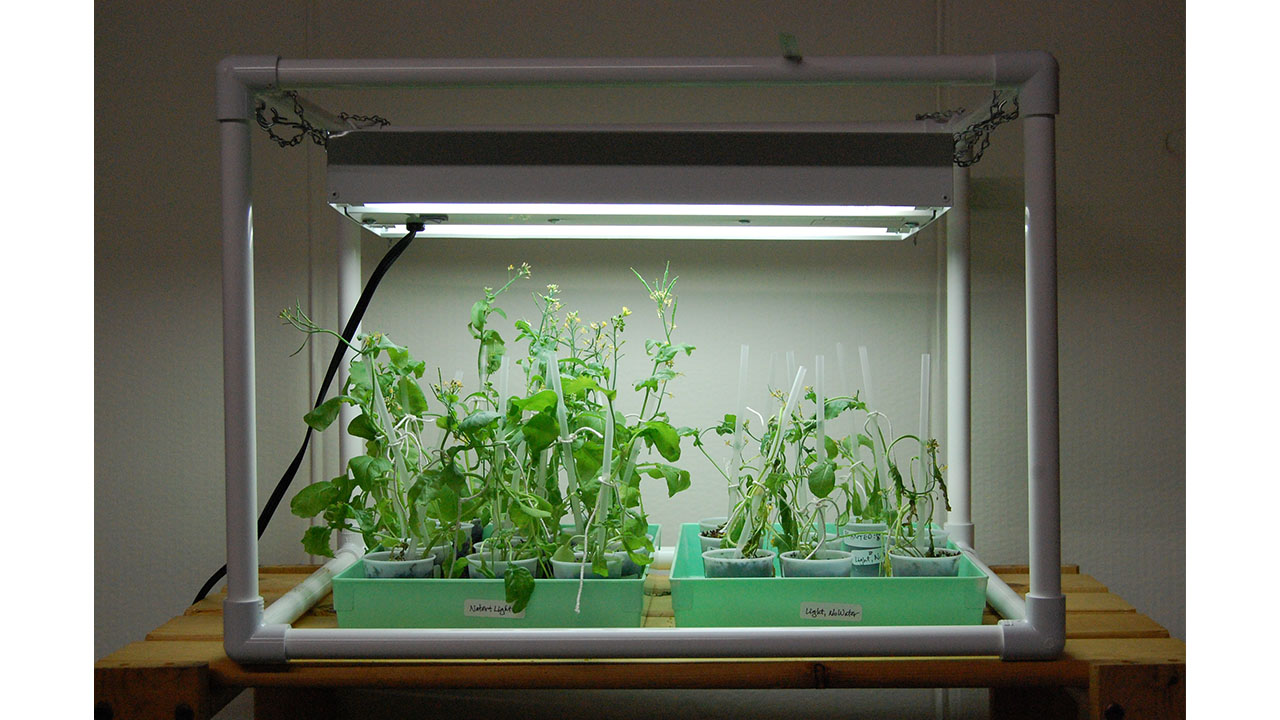 The light but no water tray keeps wilting. There are lots of seed pods on the plants in the tray with both water and light.

