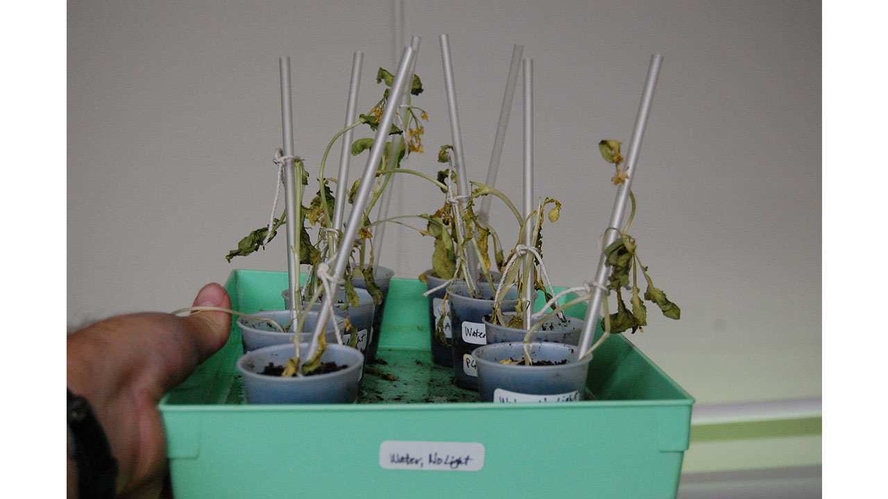 The plants in the tray with water but no light do not look healthy. The leaves are mostly limp and wilted and the tray is starting to smell really bad.


