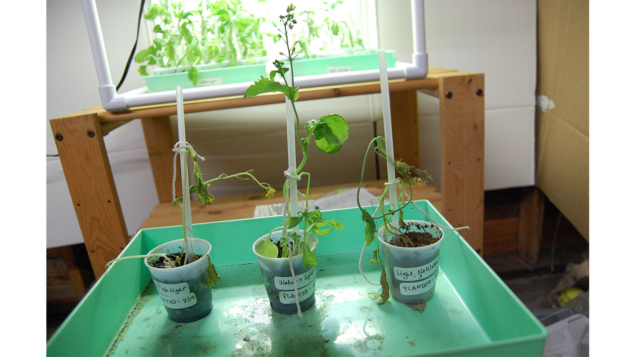 Only the plant that is getting water and light in group 3 (center) looks healthy. The plants from the other trays do still have flowers.


