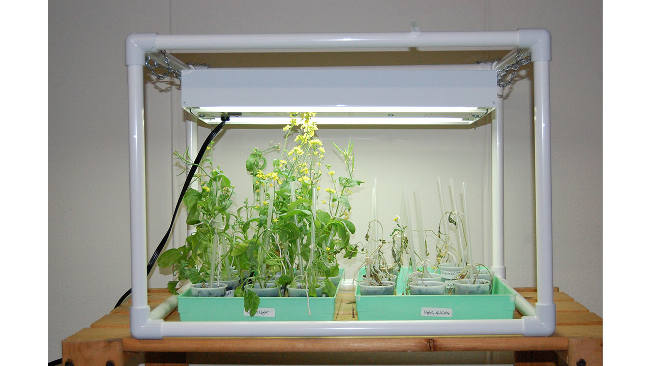 The plants in the tray with light but no water keep wilting and getting more brown. But some still have flowers.


