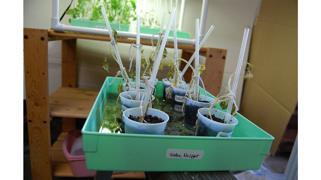 None of the plants in the tray with water but no light look healthy. The flowers are falling apart.



