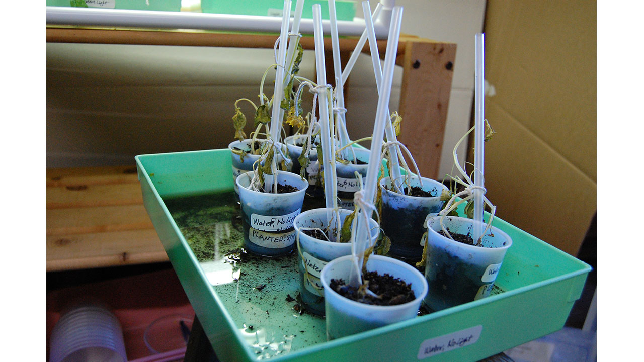 The tray with water but no light is really smelly. Our teacher wants to throw it out, but we decided to stick with our plan to wait until there are no flowers left in either experiment tray.
