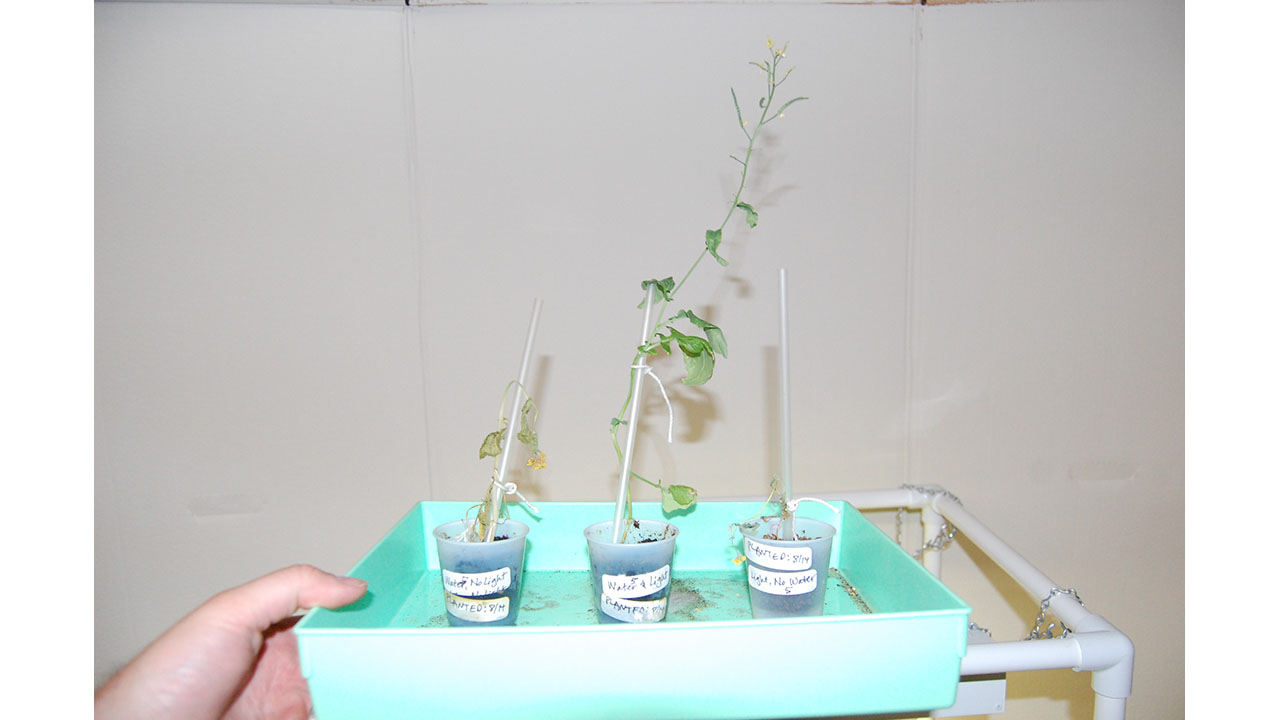 However, both the plants from the experiment trays in group 5 have a flower. The plant getting water and light is getting really tall and has a lot of seed pods.
