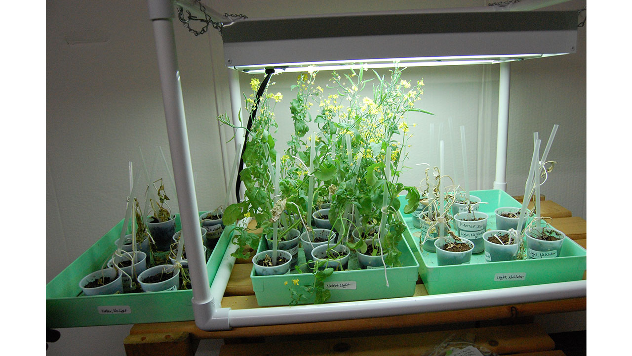 All the plants in the two expriment trays look dead now. We're going to compost them and keep going with the tray getting water and light. How long will the plants getting both water and light stay alive?
