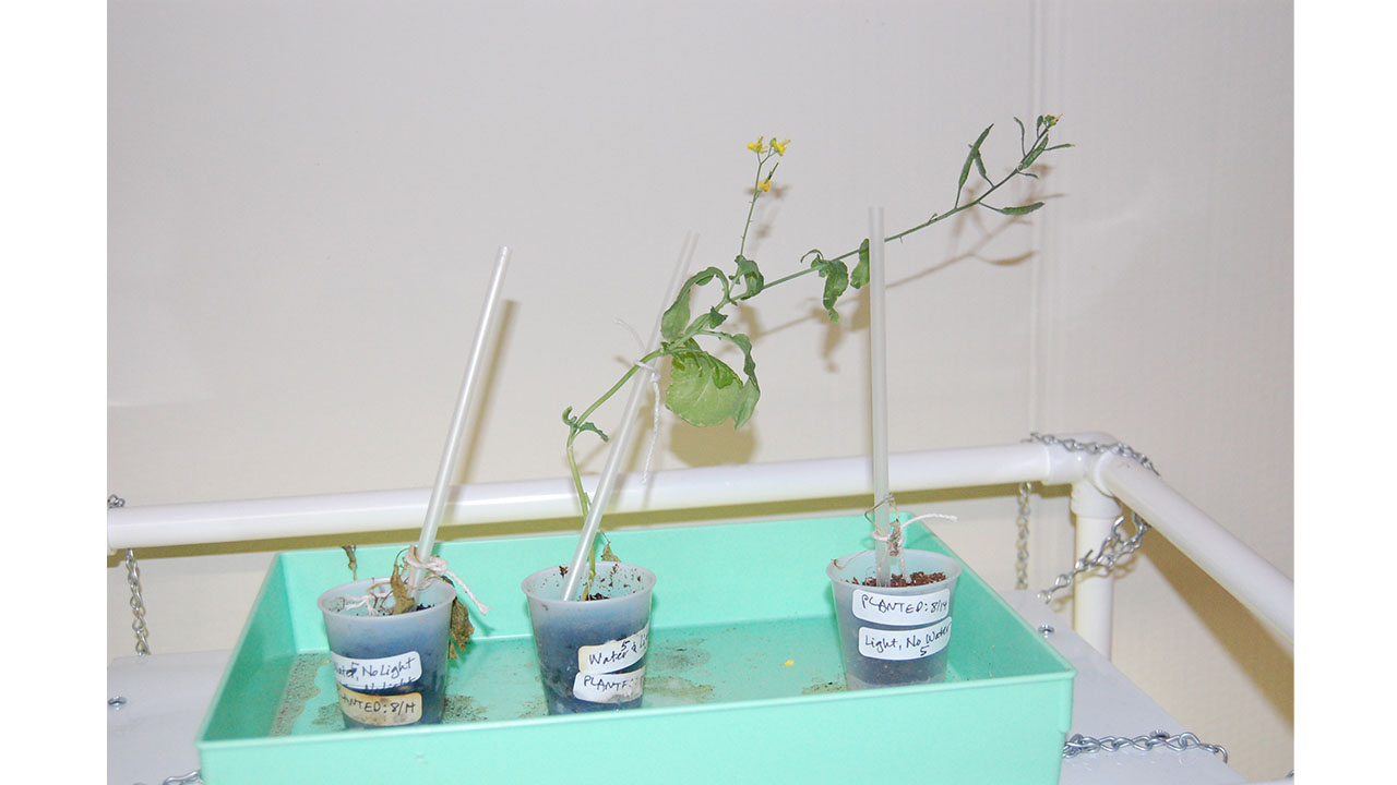 The plants from the experiment trays in group 5 stayed alive the longest. But they are both clearly dead now, while the plant that has been getting both water and light has sprouted even another flower! We wonder why these plants stayed alive the longest. And we wonder how many more flowers the center plant will sprout!
