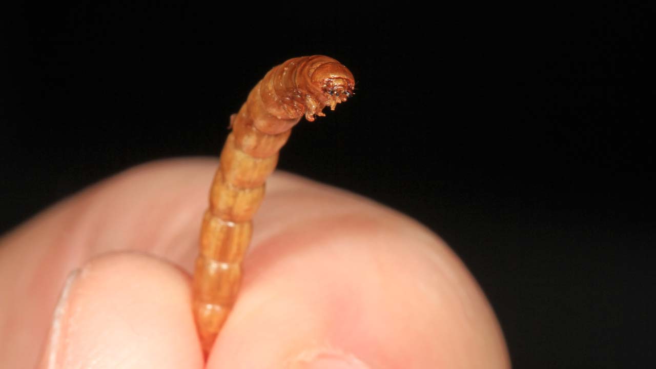 The small mealworm larva may have hatched from an egg about 10 days ago. It will go through about five molts before reaching the size of the large larva you see here. The large larva may be about three months old and will soon change into a mealworm pupa.