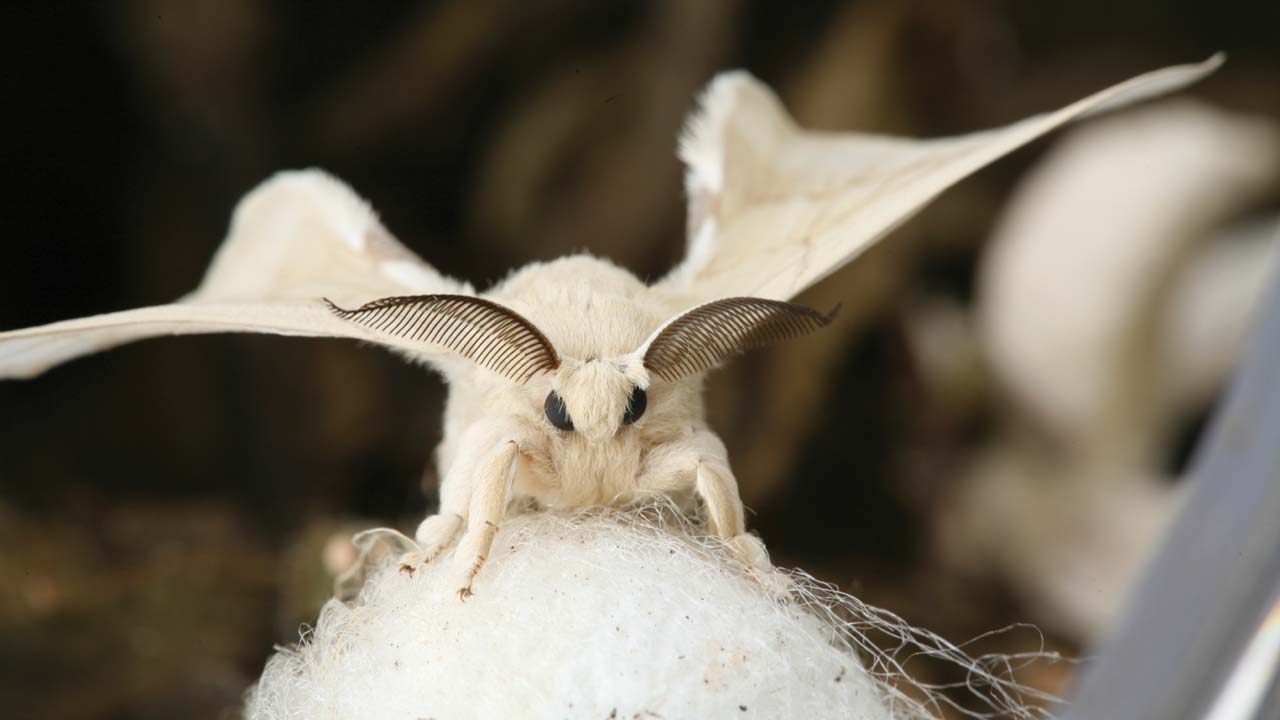 Here is an adult female silk moth laying her eggs. She may lay hundreds of eggs.