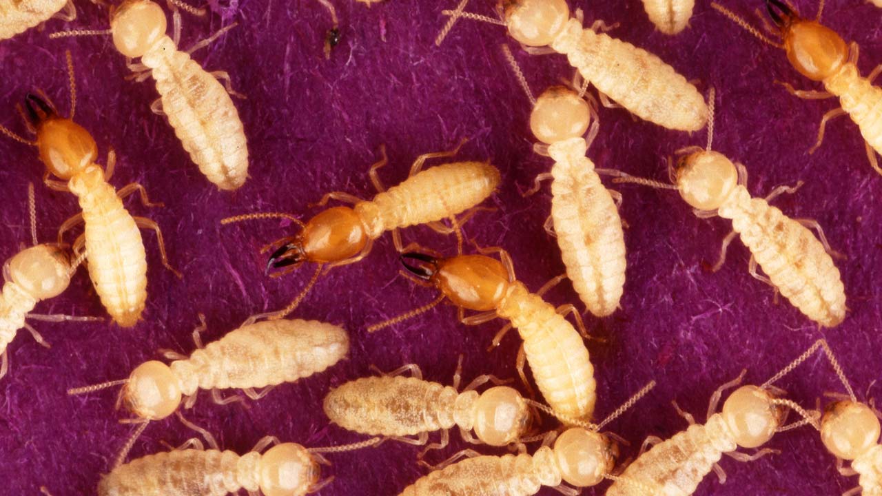 What are the stages in the life cycle of the milkweed bug?