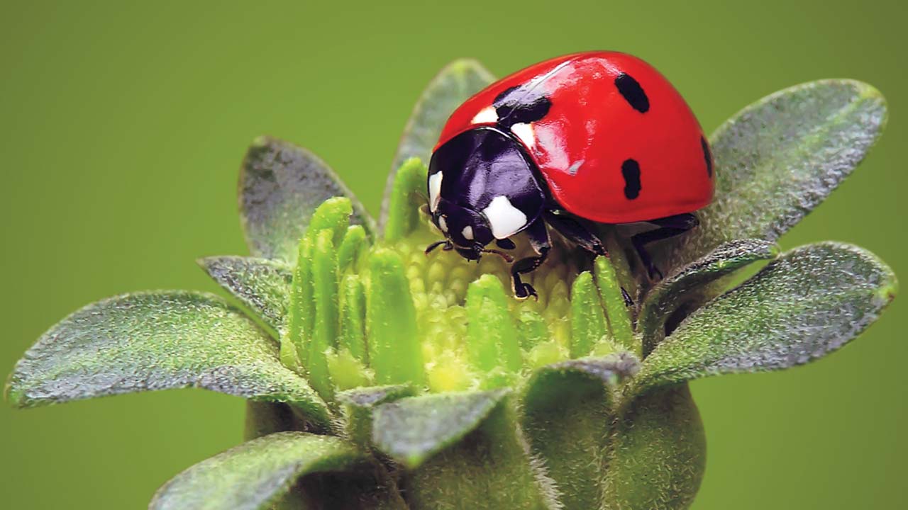 Some insects are brightly colored, like this ladybug.