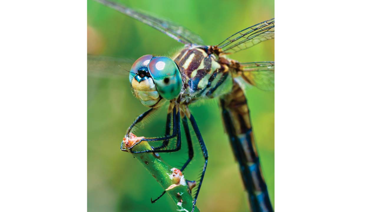 Some insects have wings. This dragonfly is an insect.
