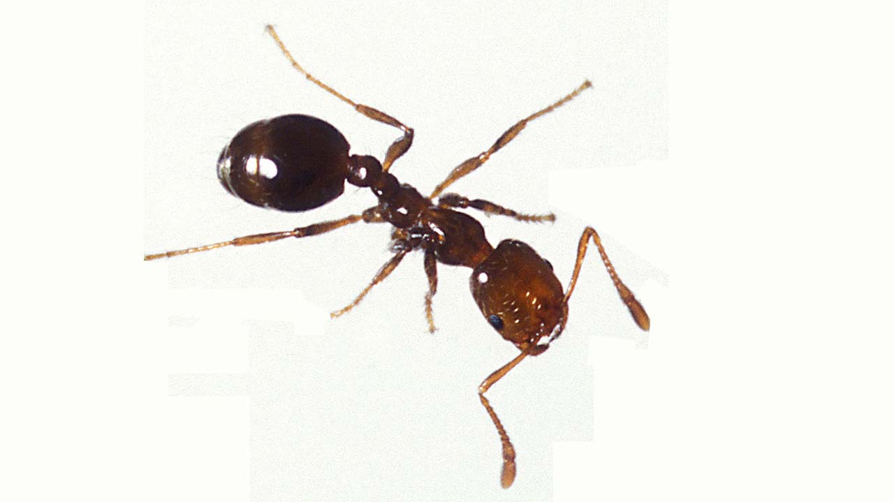 This ant is an insect. It has a defined head, abdomen, and thorax. All insects have six legs.