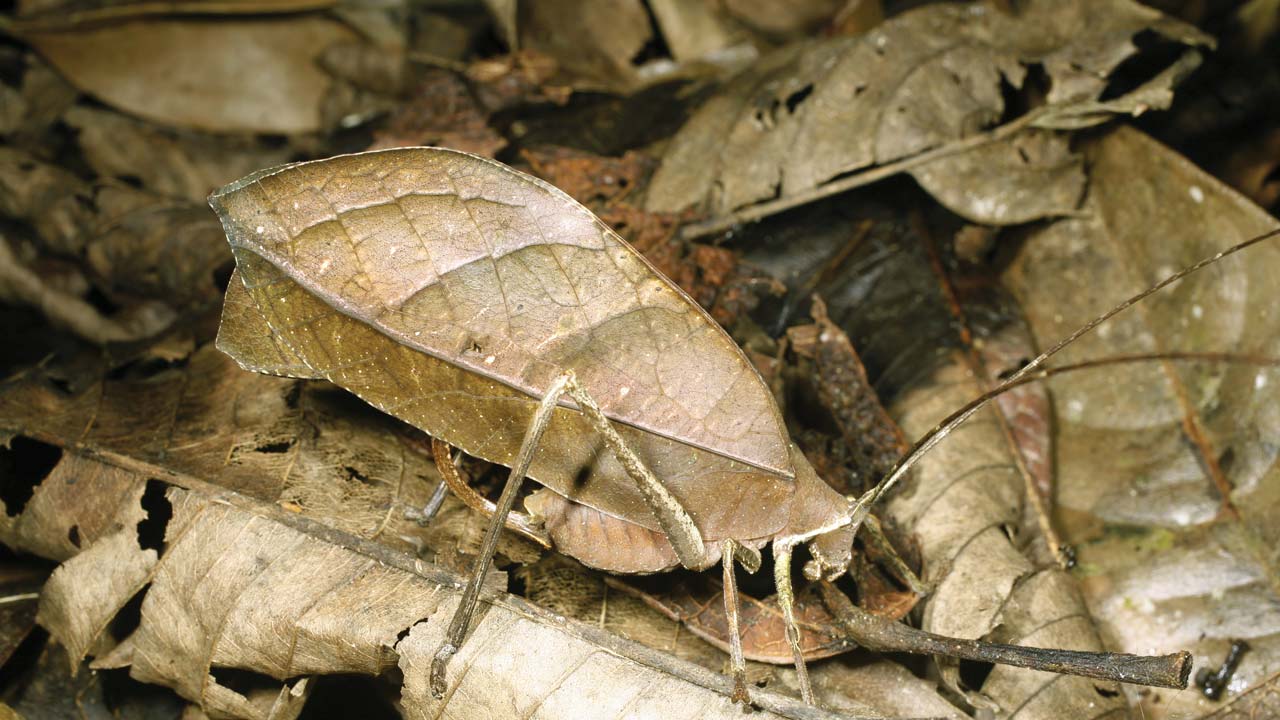 Some insects camouflage themselves. Can you see this leaf insect?

