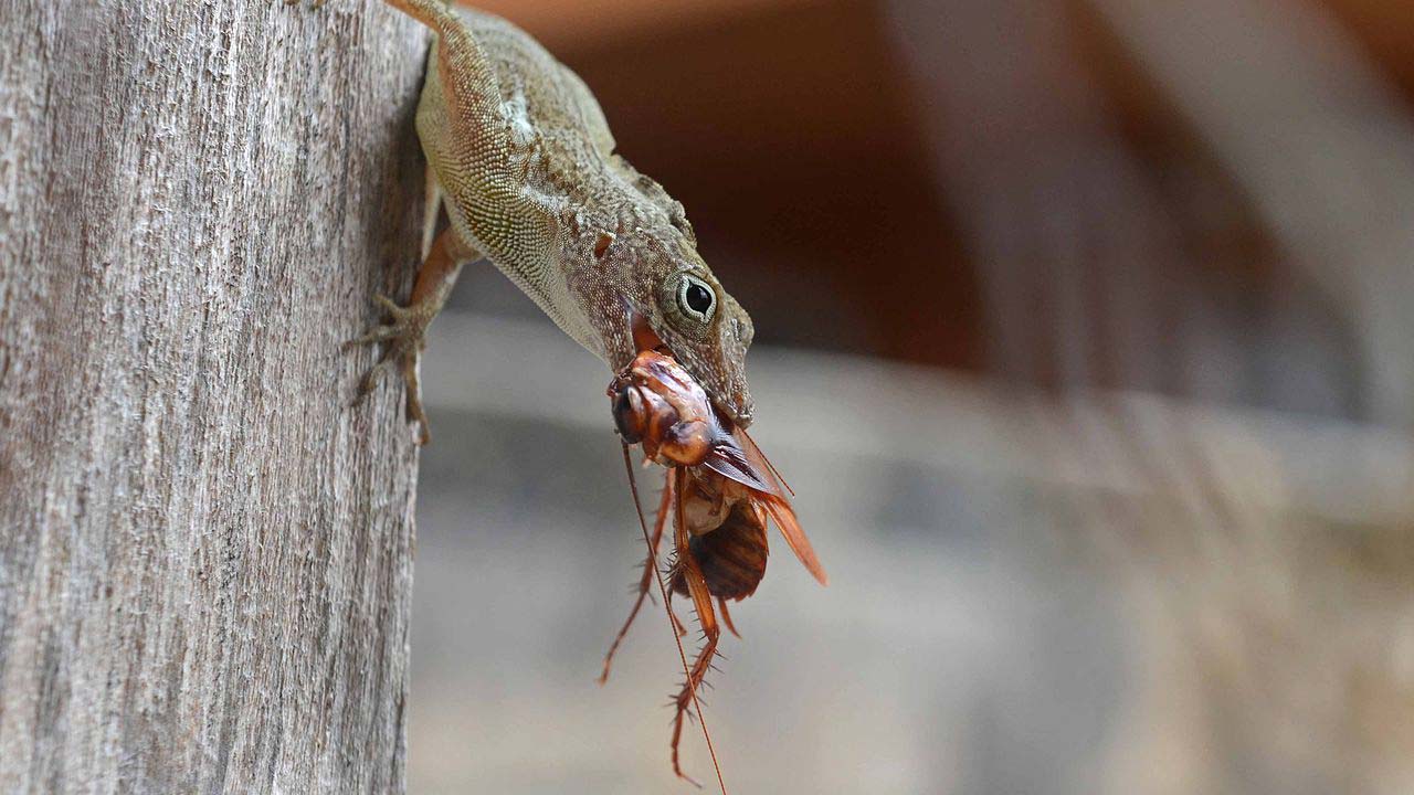 These cockroaches live in the forests of Puerto Rico. They are about 1 inch long. They eat plants and are eaten by frogs, birds, and centipedes.