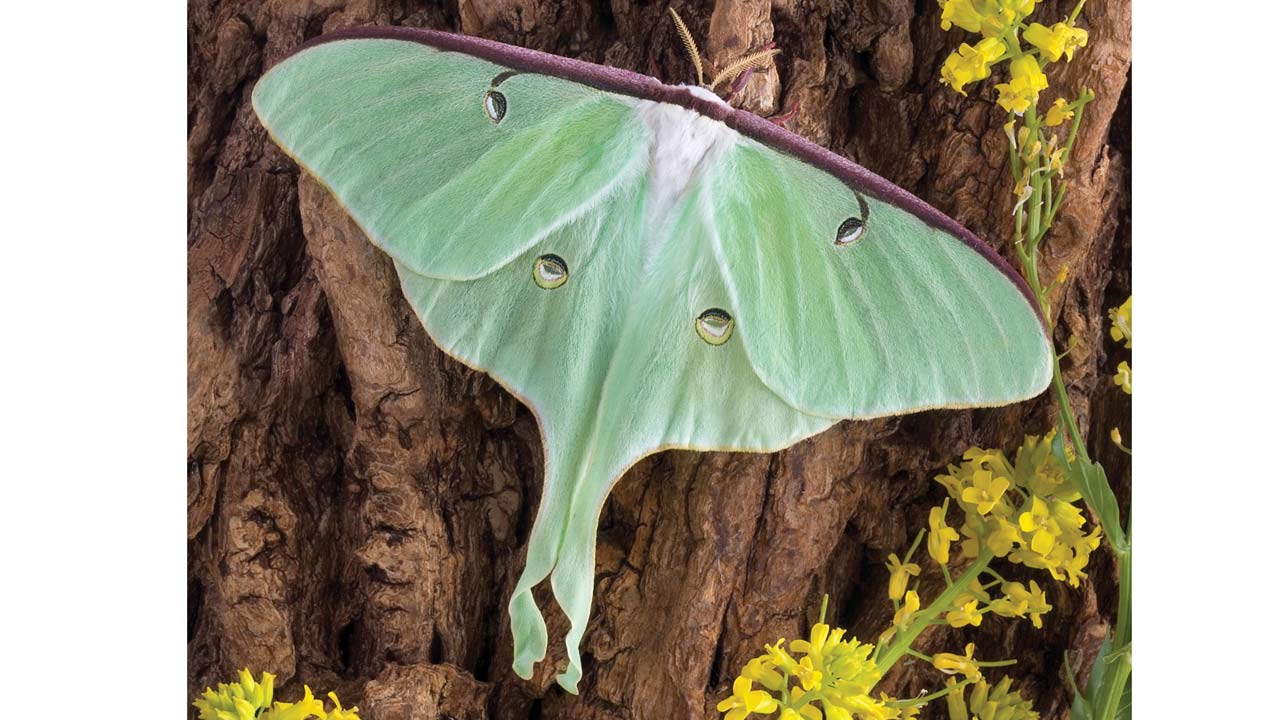 The luna moth is probably the prettiest of all moths. They are usually found in North America.

