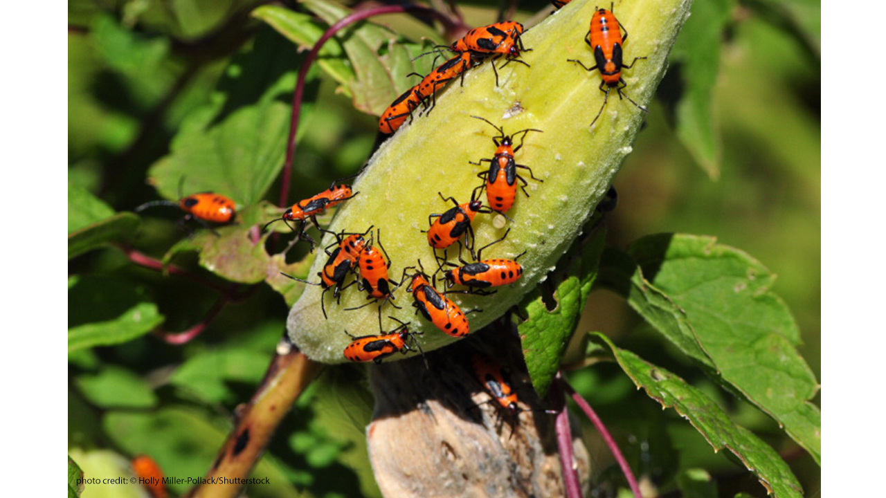 These milkweed bug nymphs have molted to get this big. They are on a milkweed plant seed pod.
